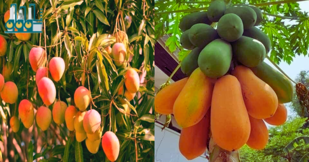 Canbaha iyo Babaayga | mango of somalia and  papaya