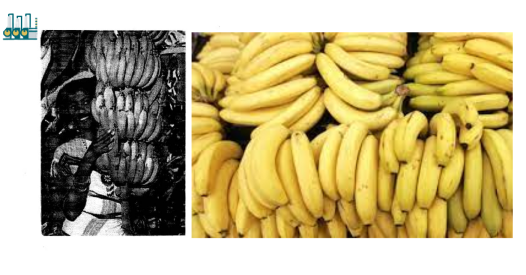 muuska somaliya | banana of somalia