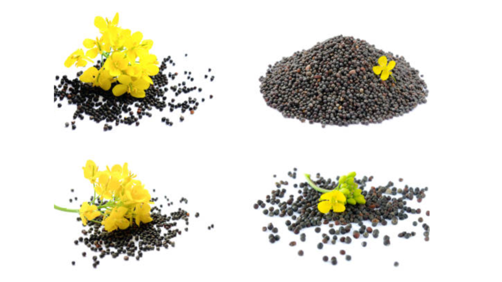 Canola (Rapeseed)