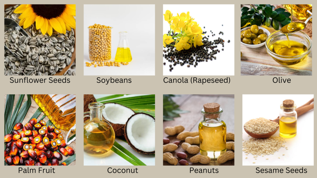 What is the oil content of different types of oilseeds